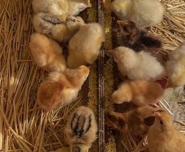 layer chicken feeding guide pdf