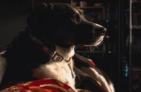 list of legal pets in illinois pdf